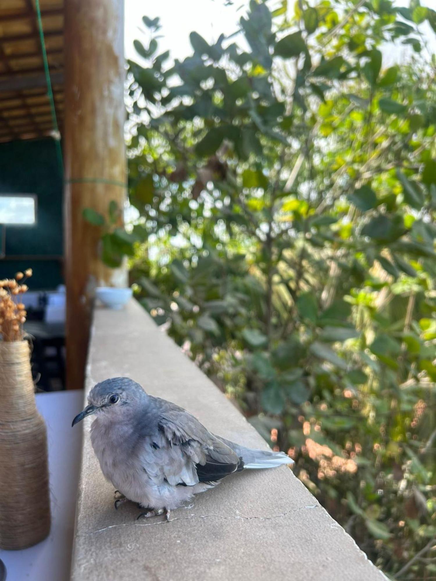 Uru Pousada Jijoca de Jericoacoara Luaran gambar